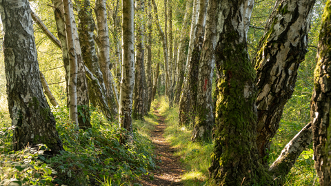 Tree lined path at Laymoor Quag 