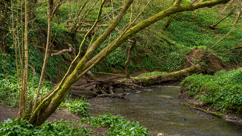 The river Avon at Lower Woods