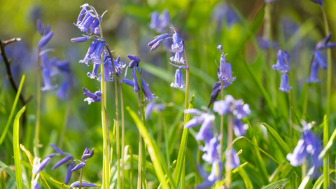 Lower Woods bluebells