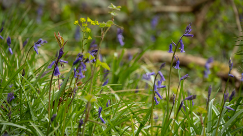 Bluebells at Midger Woods