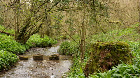 The stream at Midger Woods