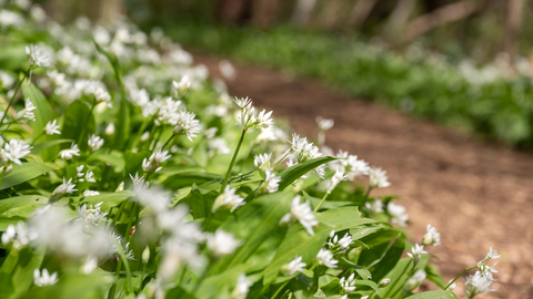 Wild garlic at Midger Woods