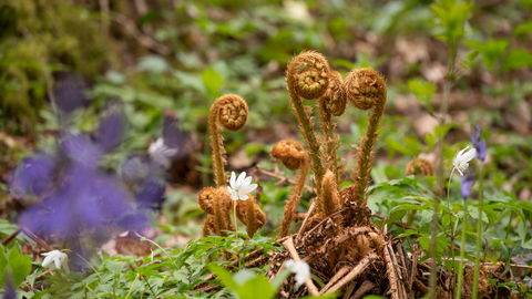 Ferns amidst bluebells at Ridley Bottom nature reserve