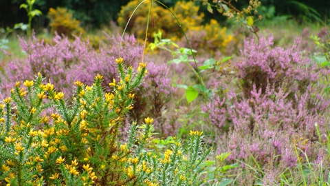 Heather and gorse flowering at Edgehills Bog