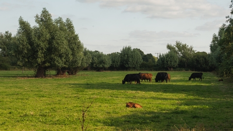 Chaceley Meadow (c) Nathan Millar