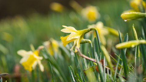 Wild daffodils at Ketford Banks