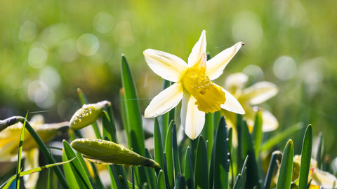 Wild daffodils at Vell Mill Daffodil Meadow