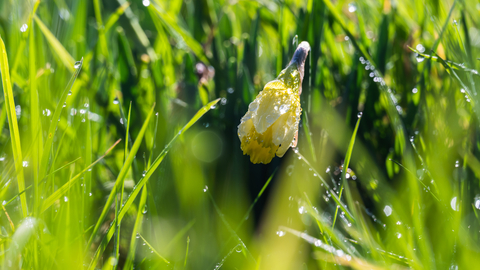 Wild daffodils at Vell Mill Daffodil Meadow