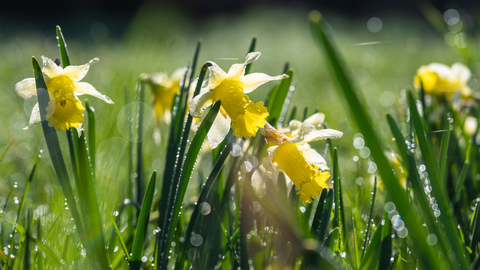 Wild daffodils at Vell Mill Daffodil Meadow