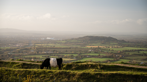Belted Galloway cattle at Crickley Hill