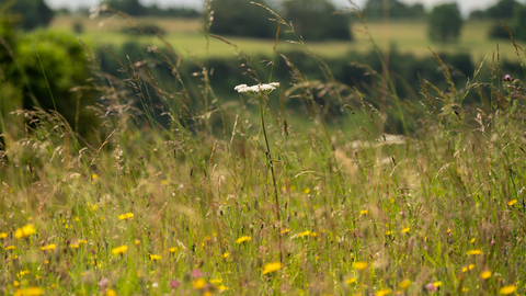 Wildflowers at Crickley Hill 