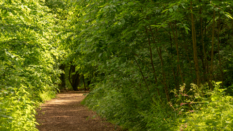 A path through the woodland at Crickley Hill 