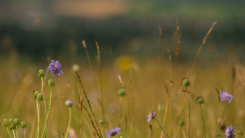 Wildflowers at Coaley Peak