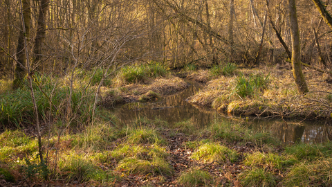 Cannop Bridge Marsh nature reserve