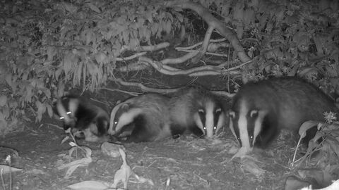 Badgers_Cameratrap