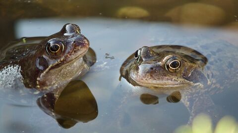 Two frogs in a pond