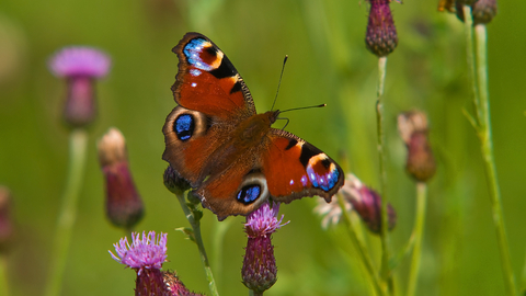 A peacock butterfly