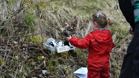 In nature reserve. Child looking at cuddly toy badgers in a tray with a wooden sign saying 'sett'.