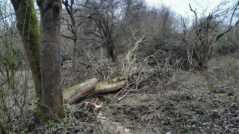 Leaky dams at Robinswood Hill Country Park