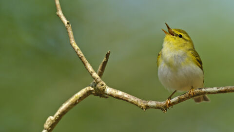 Singing wood warbler