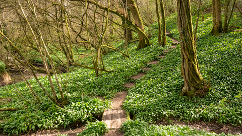 Lower Woods