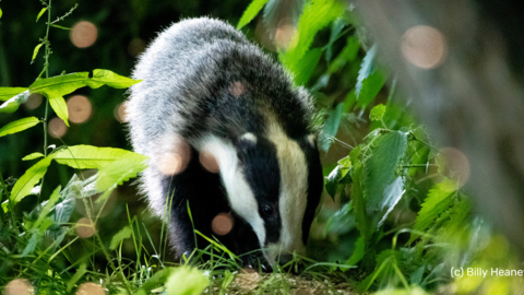 Young badger