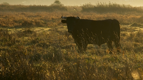 A horned cow standing in a field