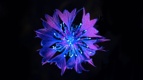 A Cornflower photographed in UV light