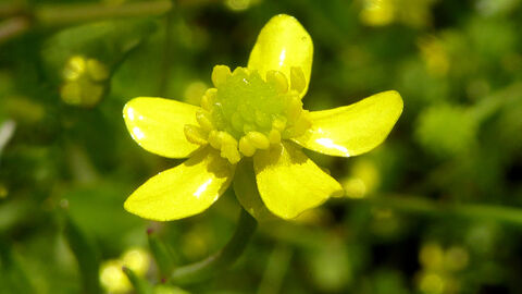 Badgeworth Buttercup