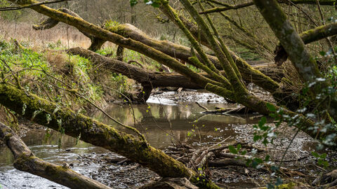 Lower Woods Spring Stream
