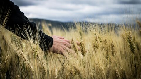 Hand trailing in corn