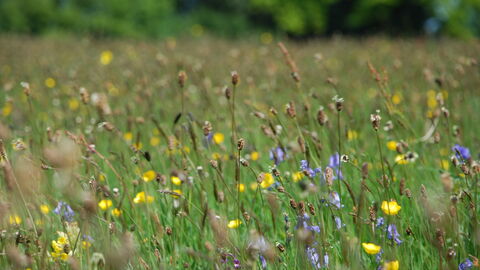Clarkes Pool Meadow May 12 2009 - Wildflowers in bloom