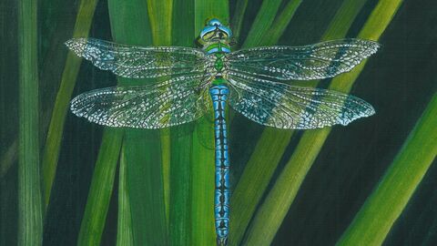Water colour paiting of blue dragonfly