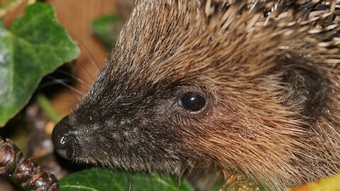 Close up of a hedgehog among ivy leaves