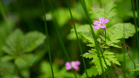 Collin Park Wood Pink Flower