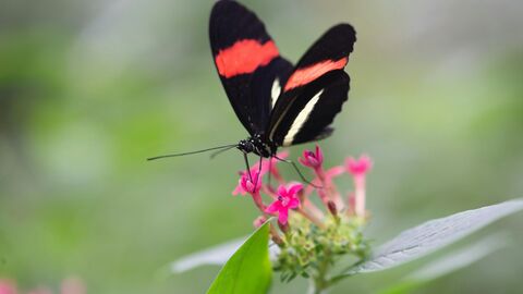 Black and Red Butterfly