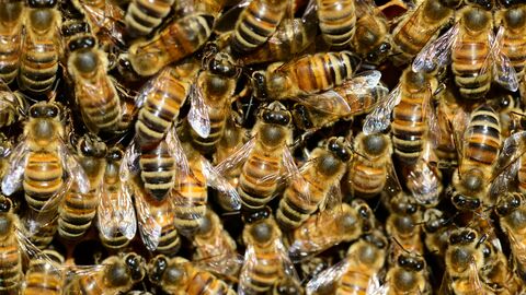 Bees all on top of each other