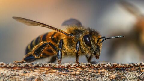 Single Bee