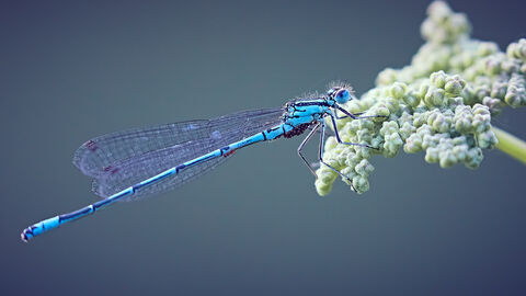 Blue Damselfly