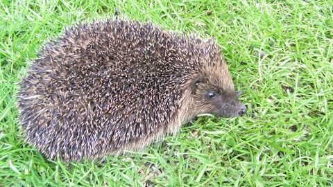 hedgehog in the garden