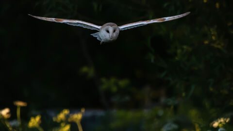 Barn Owl with wings stretched flying towards camera at night
