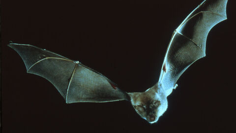 Greater Horseshoe Bat flies at the screen