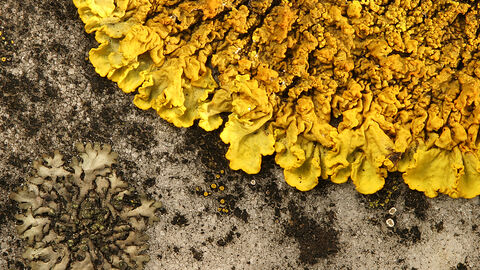 Predominantly a Yellow lichen, growing on a grey rock. The lower left quadrant has a whiey/grey lichen in it