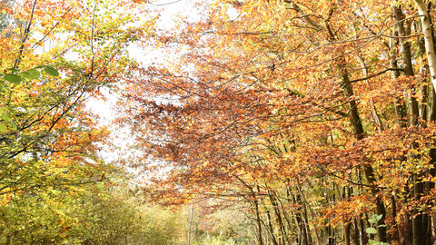A wood in autumn, a path is to the lower left of the image, with the upper left quadrant being clear sky and the right half of the image being trees with autumnal leaves