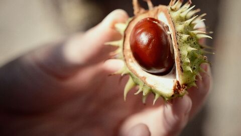 Conker in shell, being held by a hand