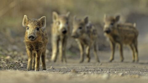 four wild boar piglets along a path