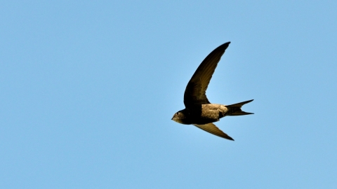 swift (c) David Tipling/2020VISION