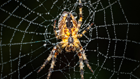 Garden Orb Spider in its web