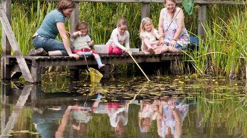 Pond-dipping