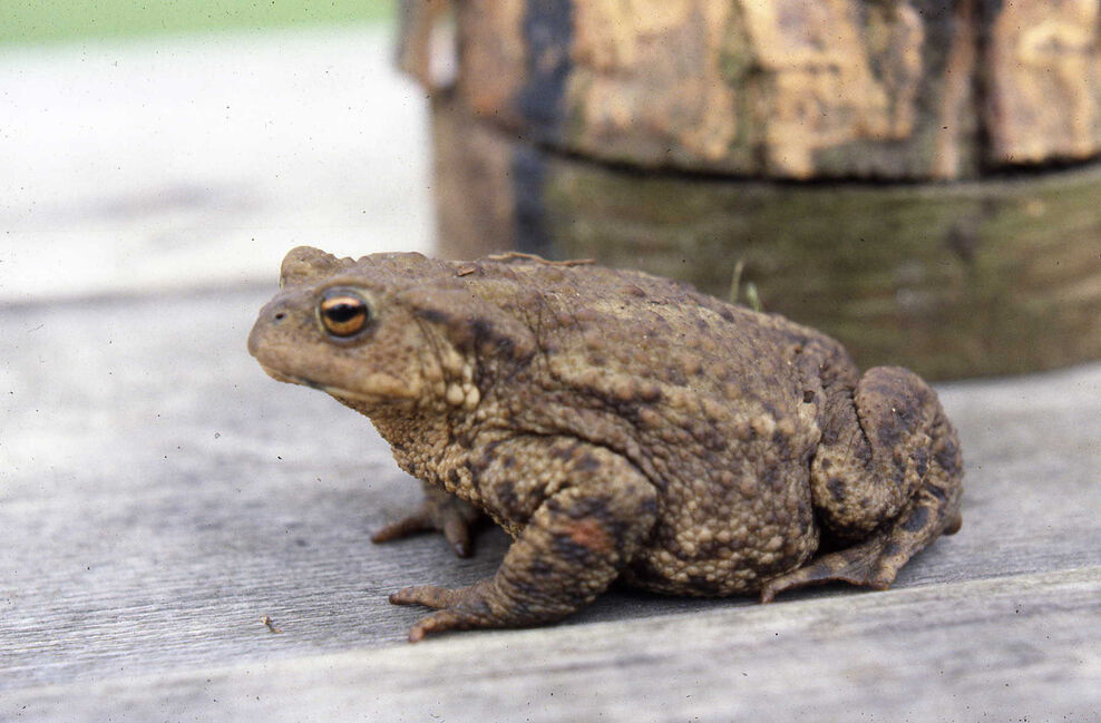 Summer | Gloucestershire Wildlife Trust